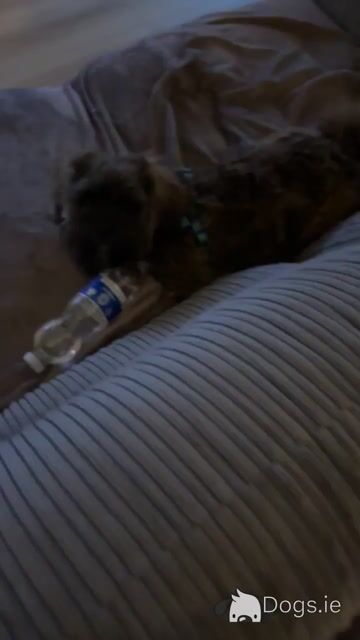 Male Shipoo in Dublin - Video