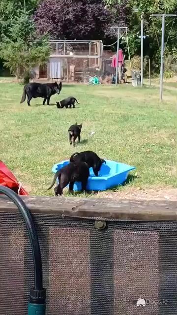 German Shepherd puppies for sale in Cork - Video