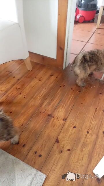 Shih Tzu x Pomeranian puppies in Sligo - Video