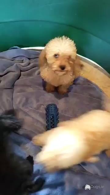 Pbnr Miniature Poodle puppies in Cork - Video