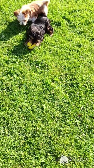 Beautiful & Hypoallergenic Morkie puppies 🐕 in Limerick - Video
