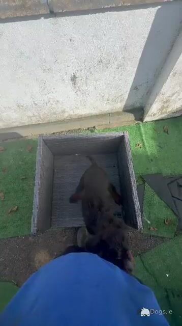 IKC Registered (pending) male Gordon Setter puppy in Limerick - Video