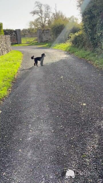 Stunning Small  Miniature Poodle – IKC Registered, Genetically Health Tested & Proven Stud 🐩 - Video