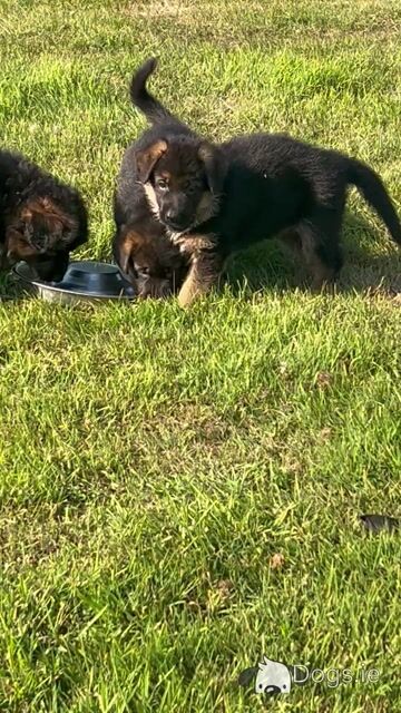 Top Quality German Shepherd puppies in Waterford - Video
