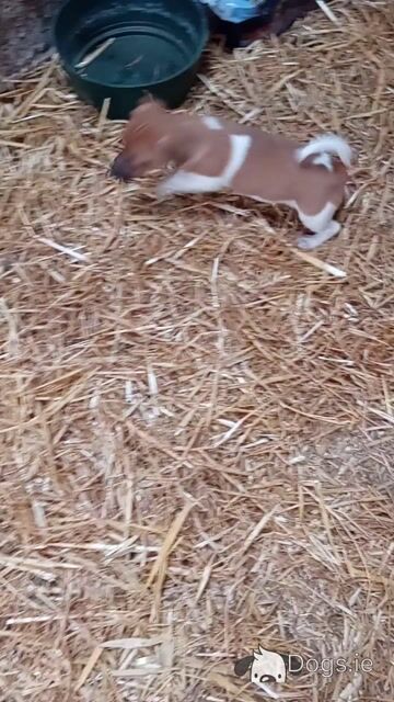 Jack Russell Pups for Sale in Limerick - Video
