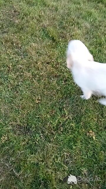 Irish Setter x Golden Retriever puppies 4 months old in Wexford - Video