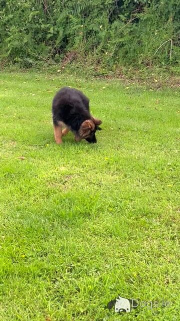 Top class female German Shepherd (Long Coat) - Video