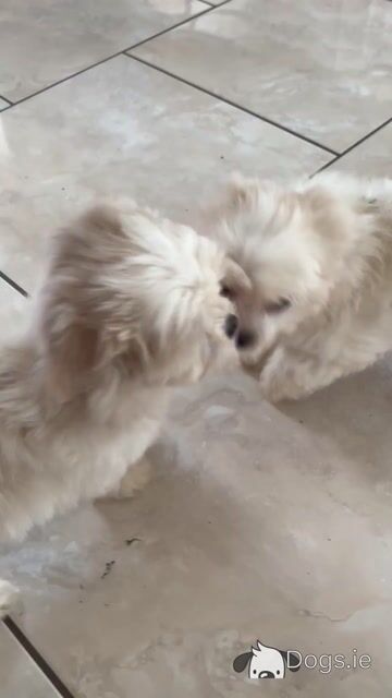Teddy Bear (Bichon Frise x Shih Tzu) puppies in Cavan 😊 - Video