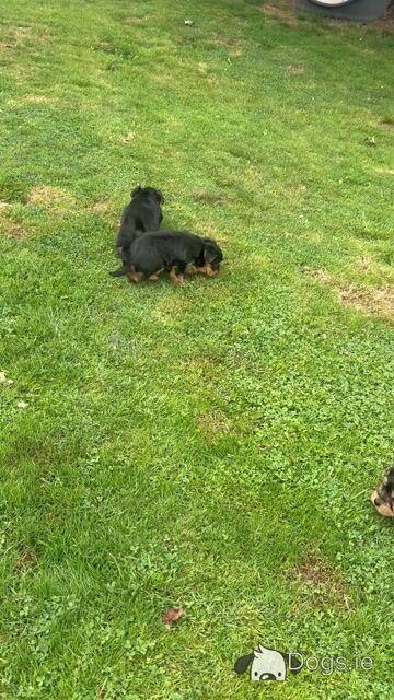 The 3 little Dotes Miniture Yorkie - Video