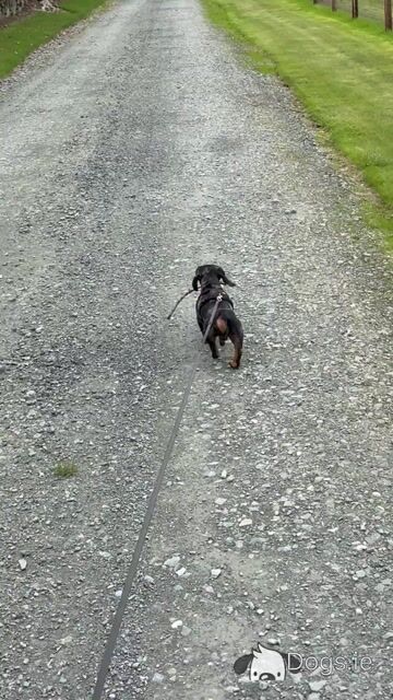 Koda - 1 year old Dachshund - Video