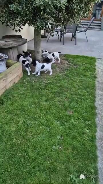 English Springer Spaniel puppies in Louth - Video