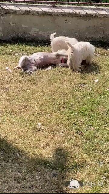 Westipoo puppies in Wexford - Video