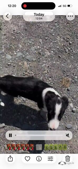 Sheepdog puppy female for sale in Wicklow - Video