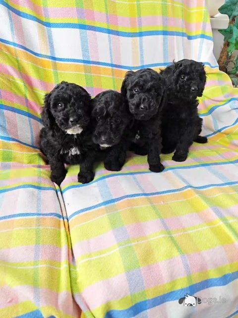 Beautiful unique Poodle puppies in Wexford - Video