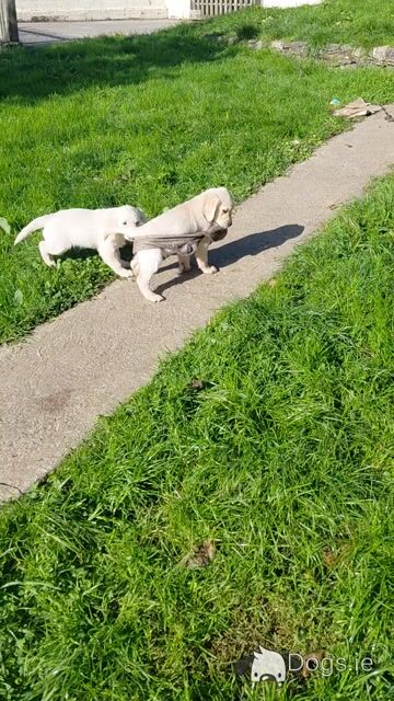 Beautiful IKC Registered (pending) Golden Retriever puppies in Wexford - Video
