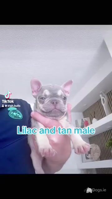 3 Show Quality French Bulldogs puppies IPKC in Limerick - Video