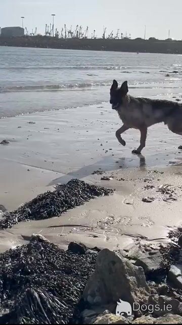 German Shepherd for stud in Wexford - Video