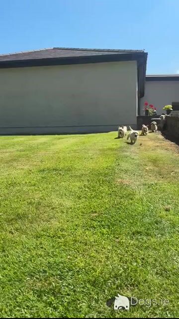 4 Adorable Purebred IKC Registered (Pending) Golden Retriever Puppies - Video
