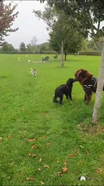 *BEAUTIFUL BROWN NEWFOUNDLAND STUD AVAILABLE – FULLY HEALTH TESTED* - Video