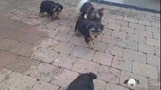 💕 Beautiful Yorkshire Terrier puppies in Roscommon 💕 - Video