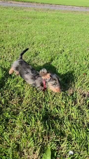 Mini Wire-haired female Dachshund - Video