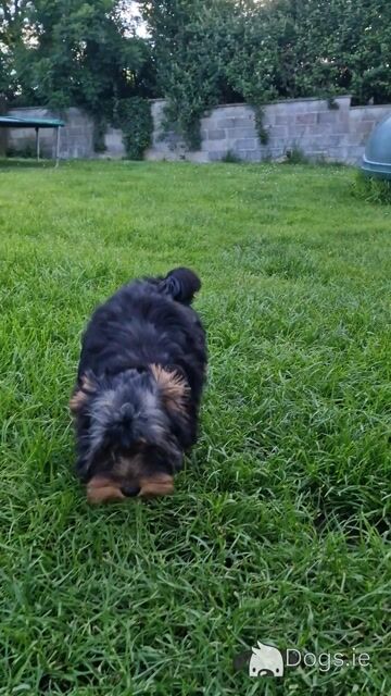 Yorkshire Terrier boys registered IHReV - Video