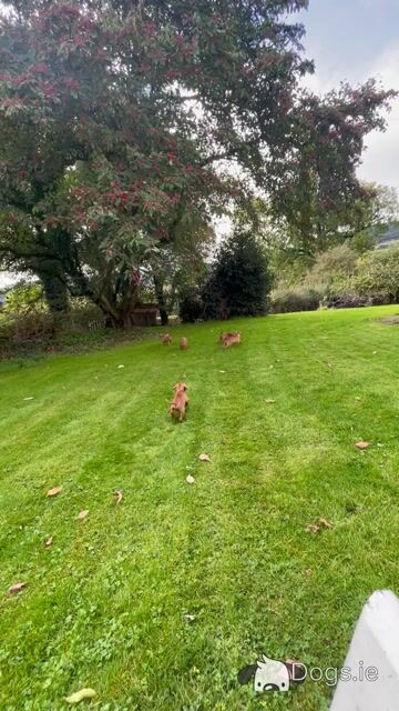 Hungarian Vizsla pups in Kilkenny - Video