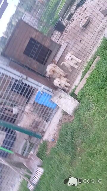 Beautiful male miniature Poodle x Bichon Frise puppies (Poochon) in Kilkenny - Video
