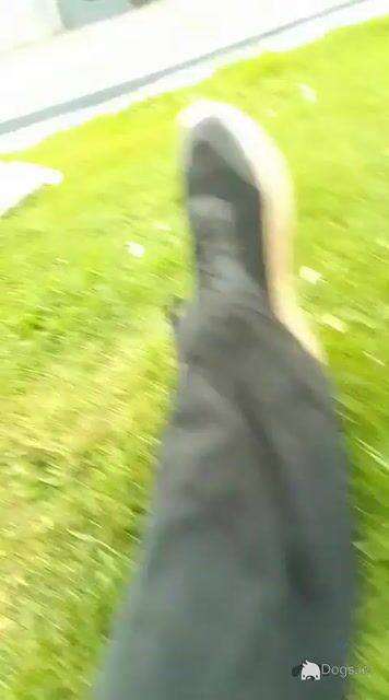 Bichon Frise puppies in Limerick - Video