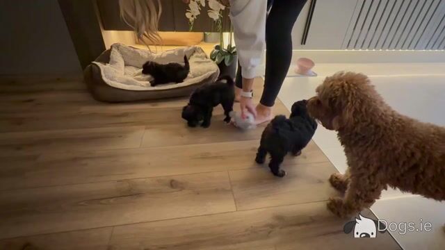 Beautiful F1B female Cavapoo puppy in Limerick City - Video