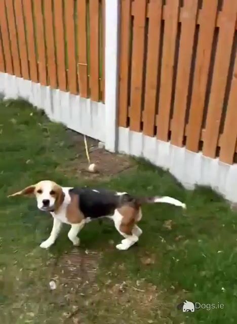 Beautiful Pedigree IKC Registered female Beagle puppy in Dublin - Video