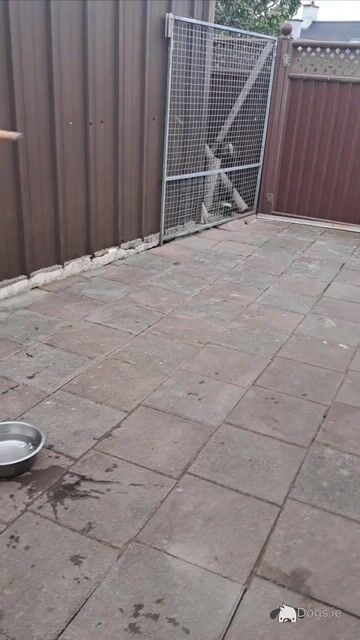 Springer Spaniel puppies in Louth - Video