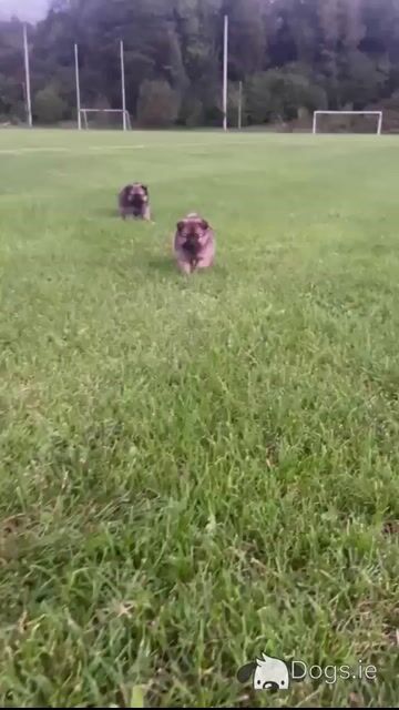 Female Pomeranian puppy in Galway - Video