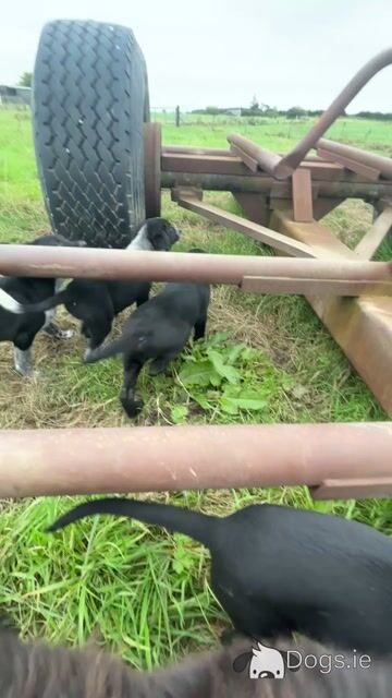 3 male Labrador x Border Collie puppies in Loughrea, Galway - Video