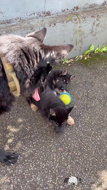 Stunning Black & Tan German Shepherd puppies in Wexford - Video