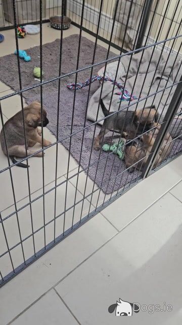 Two Border Terrier girls available and 1 boy became available  also - Video