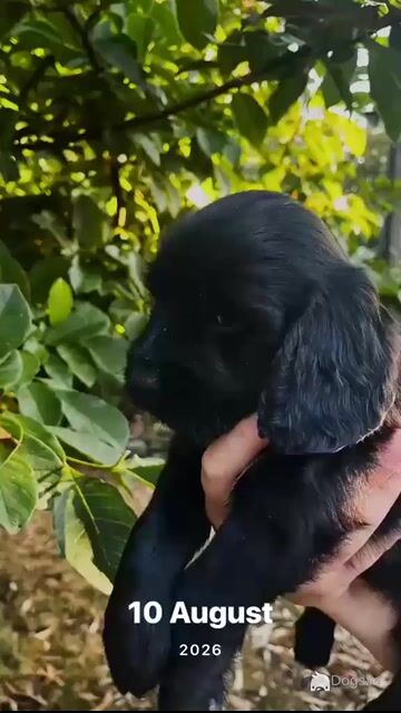 Cocker Spaniel puppies in Wexford - Video