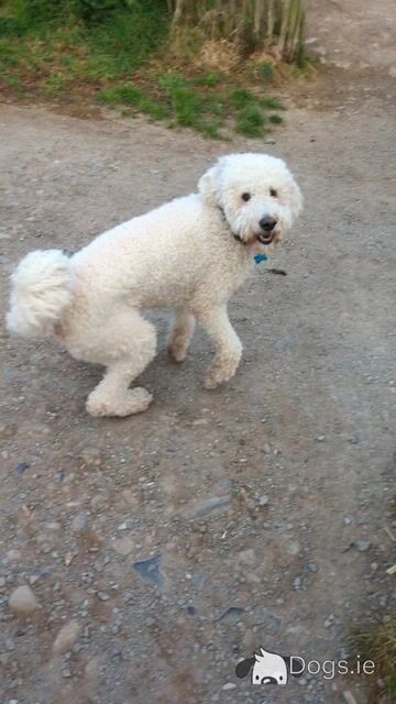 Marvelous Milo the Goldendoodle available for stud in Meath - Video