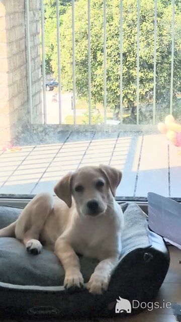 Female Labrador puppy 4 months old for sale in Dublin - Video