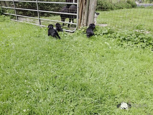 Springador (Labrador x Springer Spaniel) puppies in Kilkenny - Video