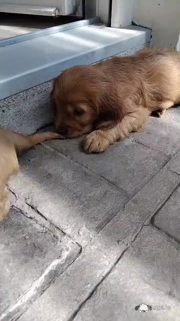 Cocker Spaniel puppies in Laois (Health tested parents) - Video