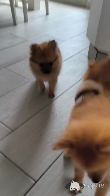 Pomeranian puppies in Dublin - Video