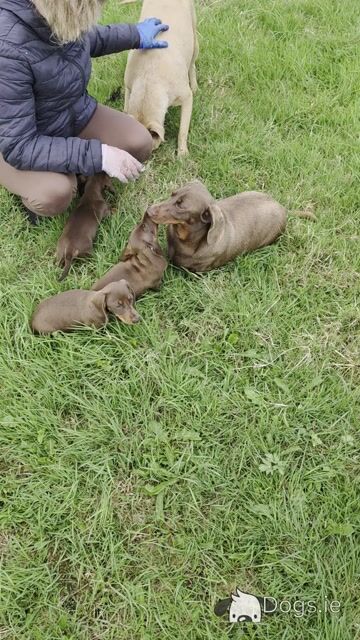 IKC Registered (pending) Miniature Smooth Haired Dachshund puppies for sale in Tipperary - €1300 - Video