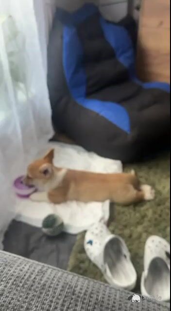 Welsh Corgi Pembroke x Jack Russell male puppy 4 months old in Tipperary - Video