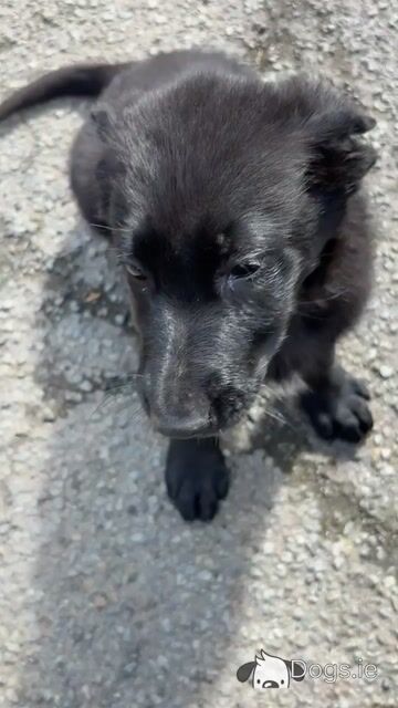 Beautiful Straight Back German Shepherd puppies in Wexford - Video