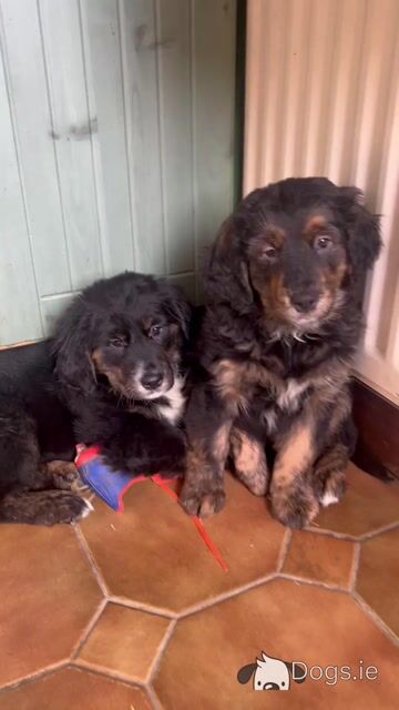 Bernese Mountain Dog x Golden Retriever puppies in Monaghan - Video