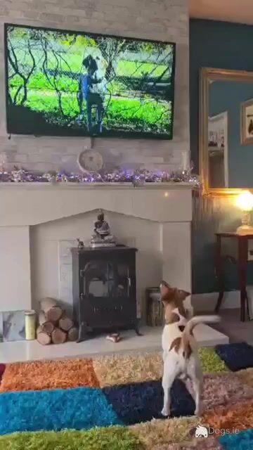Good looking Jack Russell in Dublin - Video