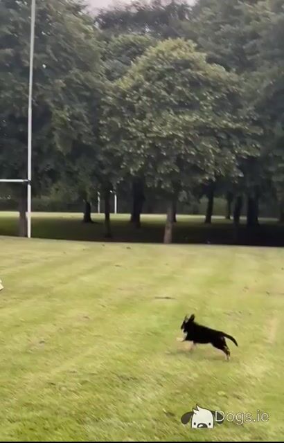 Male German Shepard puppy in Dublin - Video