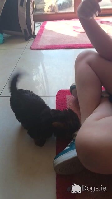 2 beautiful female Yorkshire terrier puppies - Video