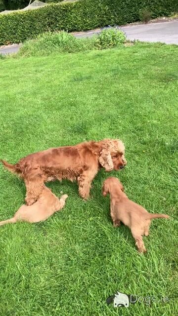 Golden Cocker Spaniel puppies in Cavan - Video